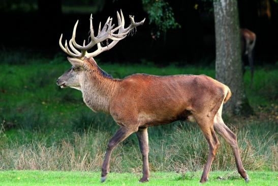 Rothirsch Brunft Wildpark Alte Fasanerie Klein Auheim 2015