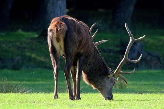 Rothirsch Brunft Wildpark Alte Fasanerie Klein Auheim 2015