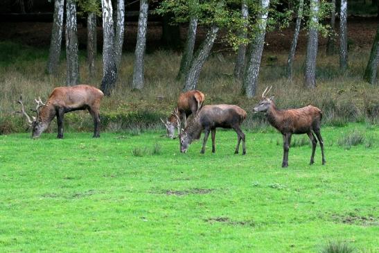 Rothirsch Brunft Wildpark Alte Fasanerie Klein Auheim 2015