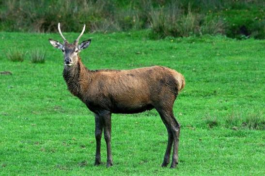 Rothirsch Brunft Wildpark Alte Fasanerie Klein Auheim 2015