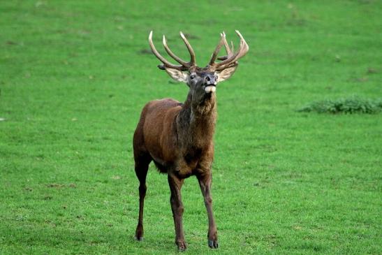 Rothirsch Brunft Wildpark Alte Fasanerie Klein Auheim 2015