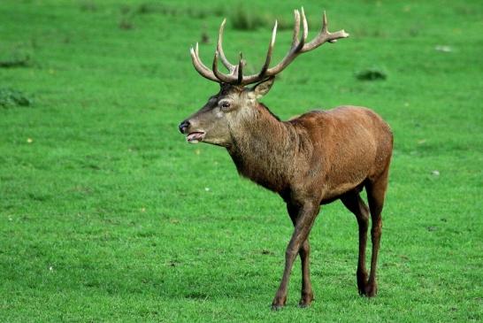 Rothirsch Brunft Wildpark Alte Fasanerie Klein Auheim 2015