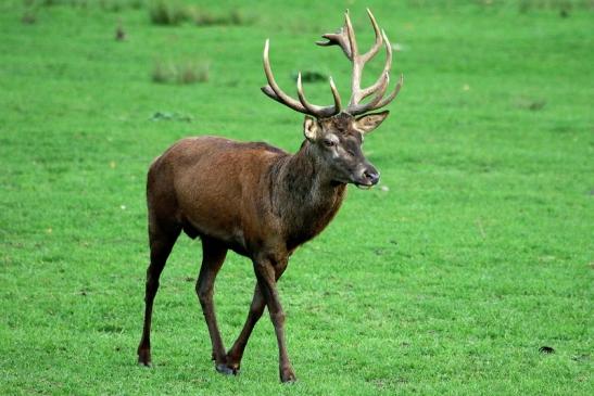 Rothirsch Brunft Wildpark Alte Fasanerie Klein Auheim 2015