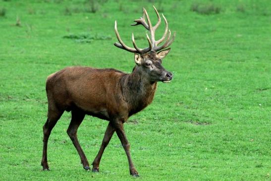 Rothirsch Brunft Wildpark Alte Fasanerie Klein Auheim 2015