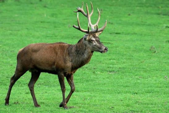 Rothirsch Brunft Wildpark Alte Fasanerie Klein Auheim 2015