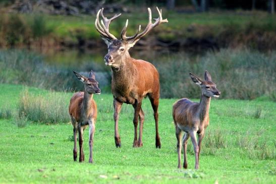 Rothirsch Brunft Wildpark Alte Fasanerie Klein Auheim 2015