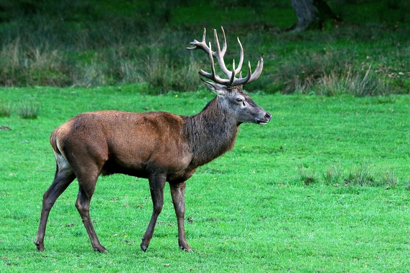 Rothirsch Brunft Wildpark Alte Fasanerie Klein Auheim 2015