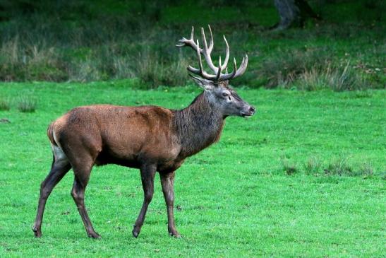 Rothirsch Brunft Wildpark Alte Fasanerie Klein Auheim 2015