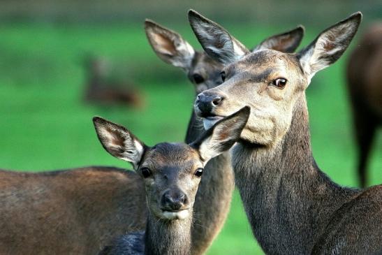 Rothirsch Wildpark Alte Fasanerie Klein Auheim 2015