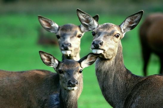 Rothirsch Wildpark Alte Fasanerie Klein Auheim 2015