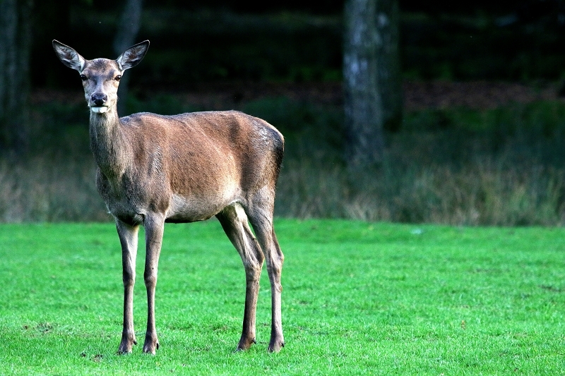 Rothirsch Wildpark Alte Fasanerie Klein Auheim 2015