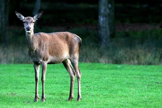 Rothirsch Wildpark Alte Fasanerie Klein Auheim 2015
