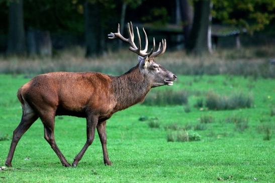 Rothirsch Brunft Wildpark Alte Fasanerie Klein Auheim 2015