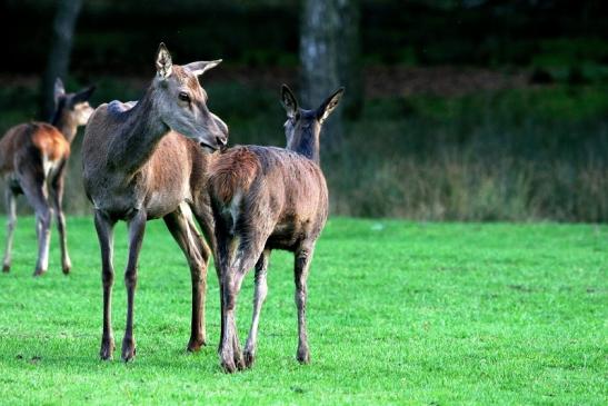 Rothirsch Wildpark Alte Fasanerie Klein Auheim 2015