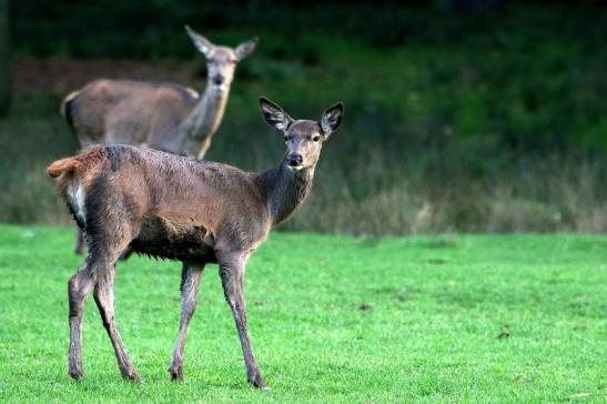 Rothirsch Wildpark Alte Fasanerie Klein Auheim 2015