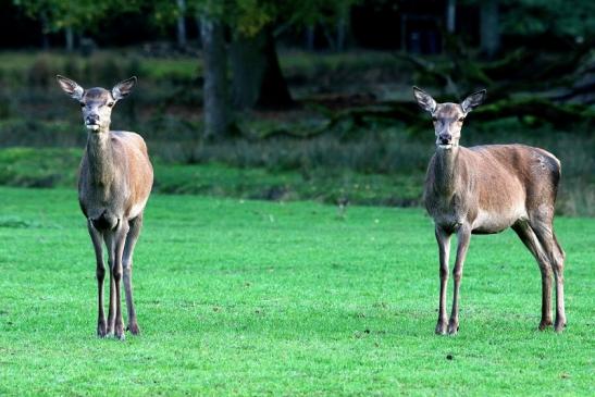 Rothirsch Wildpark Alte Fasanerie Klein Auheim 2015