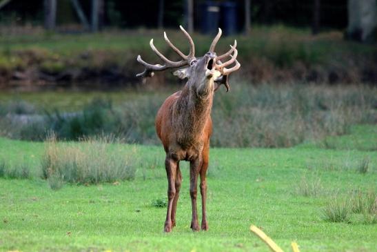 Rothirsch Brunft Wildpark Alte Fasanerie Klein Auheim 2015