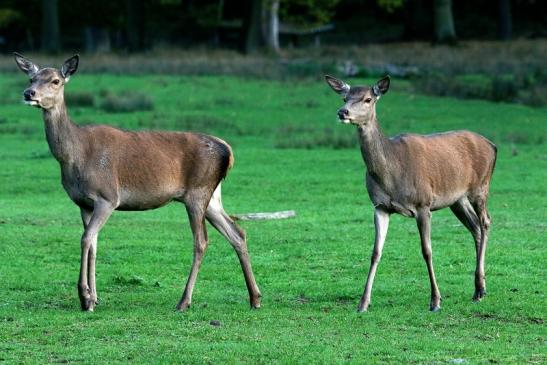 Rothirsch Wildpark Alte Fasanerie Klein Auheim 2015