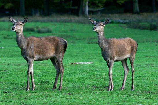 Rothirsch Wildpark Alte Fasanerie Klein Auheim 2015