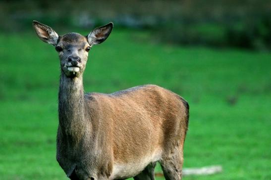 Rothirsch Wildpark Alte Fasanerie Klein Auheim 2015