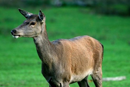 Rothirsch Wildpark Alte Fasanerie Klein Auheim 2015