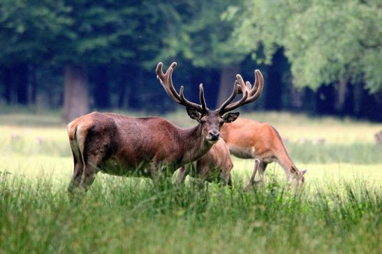 Rothirsch Wildpark Alte Fasanerie Klein Auheim 2015