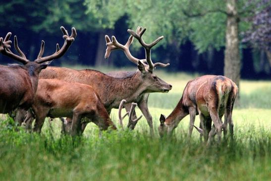 Rothirsch Wildpark Alte Fasanerie Klein Auheim 2015