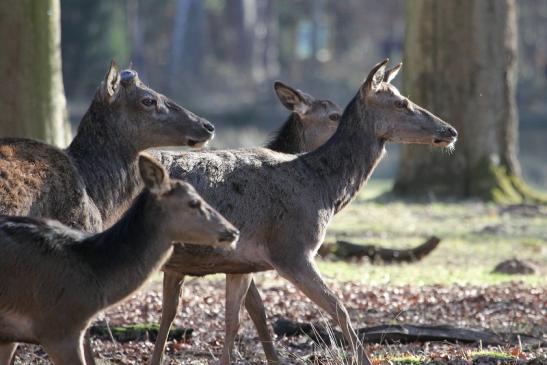 Rothirsch im Bast Wildpark Alte Fasanerie Klein Auheim 2015