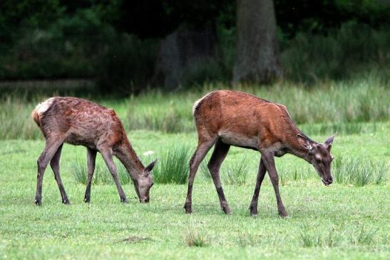 Rothirsch im Bast Wildpark Alte Fasanerie Klein Auheim 2015