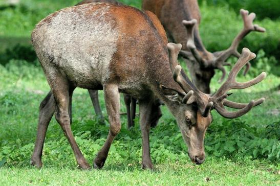 Rothirsch im Bast Wildpark Alte Fasanerie Klein Auheim 2015