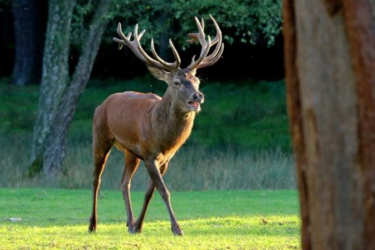 Rothirsch Brunft Wildpark Alte Fasanerie Klein Auheim 2015