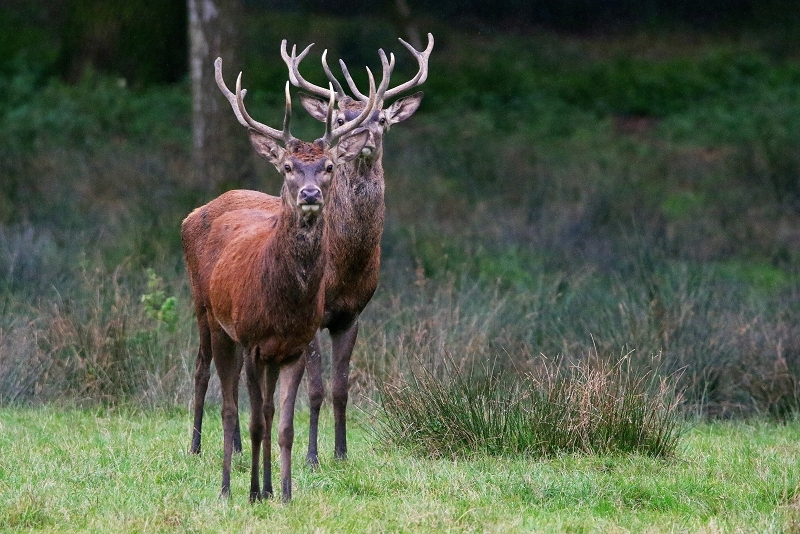 Rothirsch Brunft Wildpark Alte Fasanerie Klein Auheim 2016