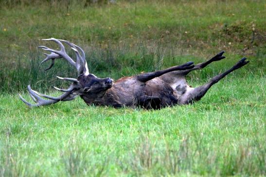 Rothirsch Brunft Wildpark Alte Fasanerie Klein Auheim 2016