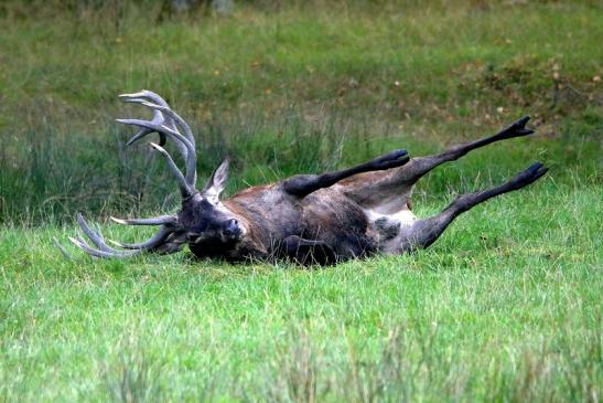 Rothirsch Brunft Wildpark Alte Fasanerie Klein Auheim 2016