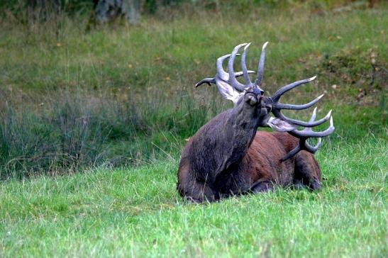 Rothirsch Brunft Wildpark Alte Fasanerie Klein Auheim 2016