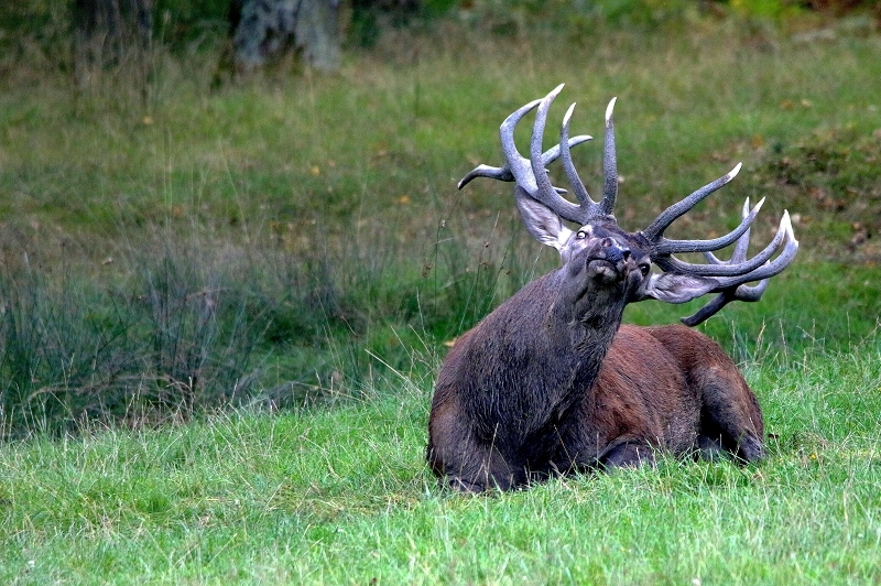 Rothirsch Brunft Wildpark Alte Fasanerie Klein Auheim 2016