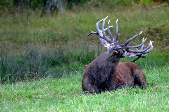 Rothirsch Brunft Wildpark Alte Fasanerie Klein Auheim 2016