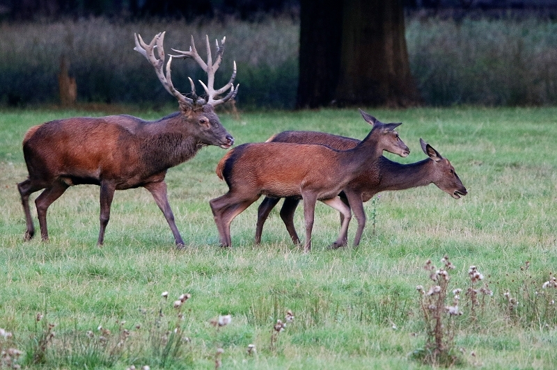 Rothirsch Brunft Wildpark Alte Fasanerie Klein Auheim 2016