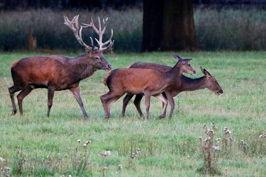 Rothirsch Brunft Wildpark Alte Fasanerie Klein Auheim 2016