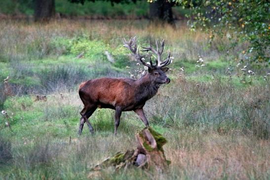 Rothirsch Brunft Wildpark Alte Fasanerie Klein Auheim 2016