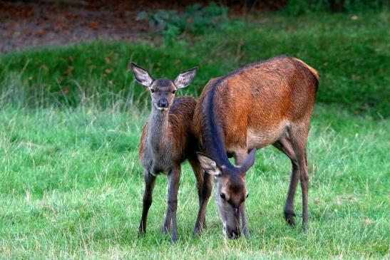 Rothirsch Wildpark Alte Fasanerie Klein Auheim 2016