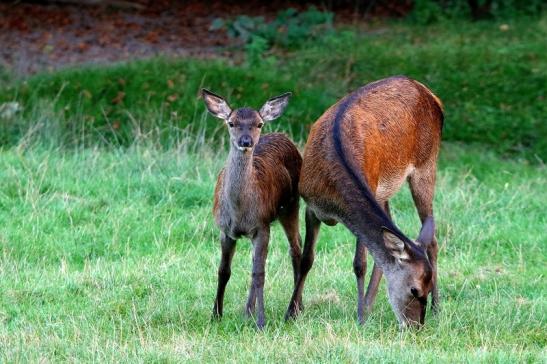 Rothirsch Wildpark Alte Fasanerie Klein Auheim 2016