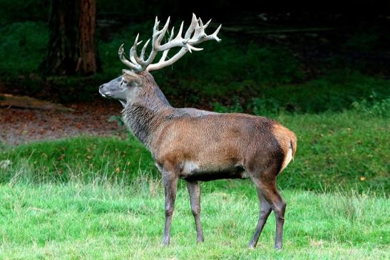 Rothirsch Brunft Wildpark Alte Fasanerie Klein Auheim 2016