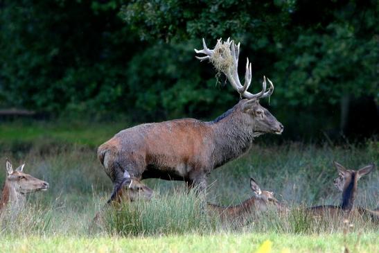 Rothirsch Brunft Wildpark Alte Fasanerie Klein Auheim 2016