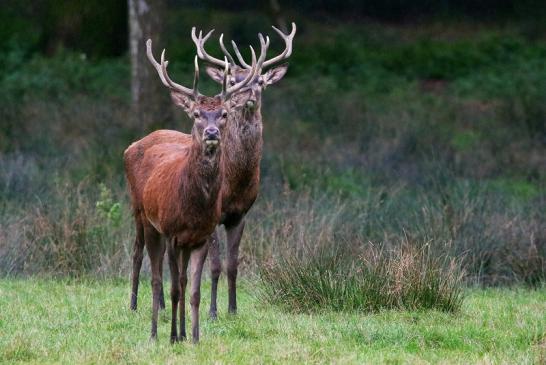 Rothirsch Brunft Wildpark Alte Fasanerie Klein Auheim 2016