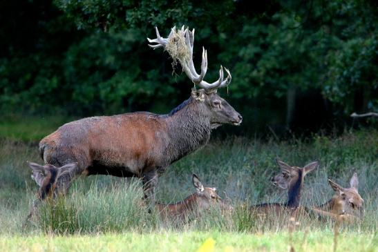 Rothirsch Brunft Wildpark Alte Fasanerie Klein Auheim 2016