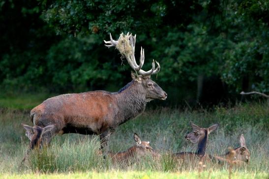 Rothirsch Brunft Wildpark Alte Fasanerie Klein Auheim 2016