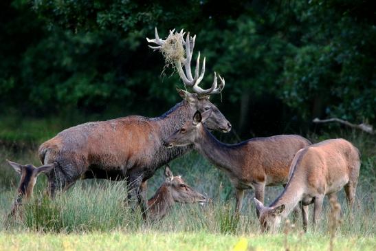 Rothirsch Brunft Wildpark Alte Fasanerie Klein Auheim 2016