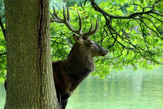 Rothirsch Brunft Wildpark Alte Fasanerie Klein Auheim 2016