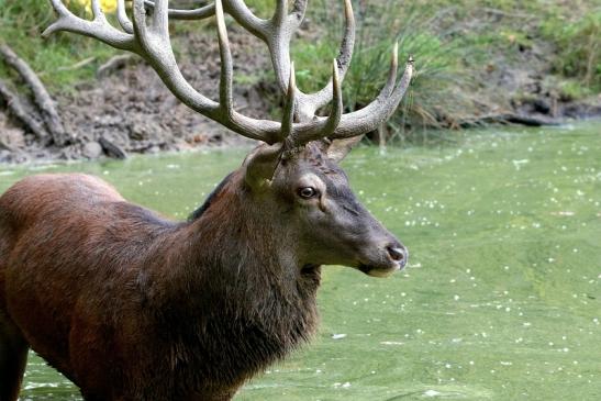 Rothirsch Brunft Wildpark Alte Fasanerie Klein Auheim 2016